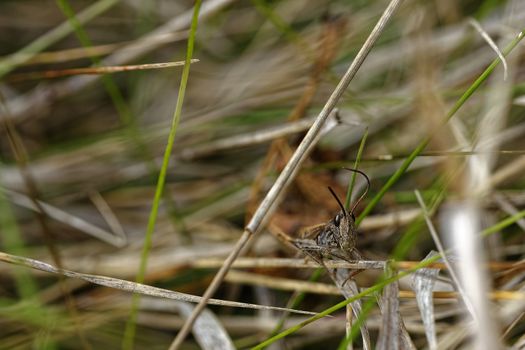 Cute cricket bug looking at the camera, close-up photo of cricket insects 