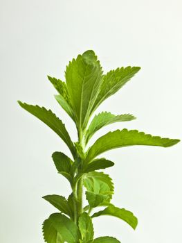 Stevia support for sugar