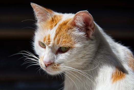 Portrait photo of yellow and white female stray cat, beautiful  cat with yellow eyes