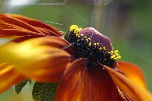 Close-up photo of autumn orange flower stamens, flowers stamens and pistil