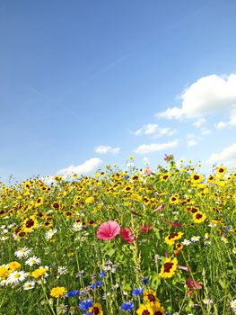 bunte Blumenwiese