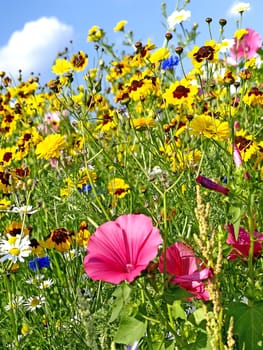 meadow with a lot of colored flowers