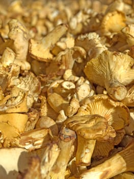 Chanterelle mushroom