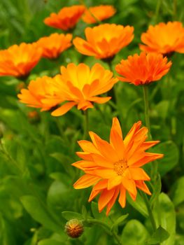 marigold flower