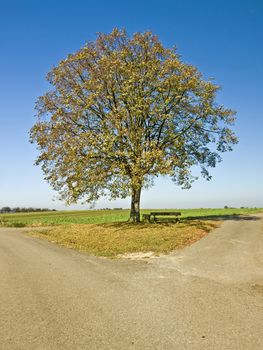 old tree