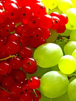 red currant and white grapevine