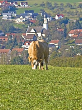 cow with panoramic view