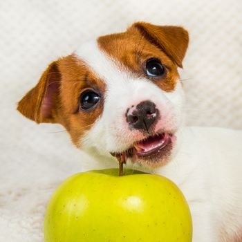 Funny Jack Russell Terrier dog puppy are lying with yellow apple.