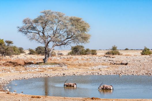 Oryx, Oryx gazella, inside a waterhole in northern Namibia