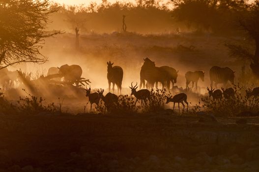 Silhouettes of Burchells zebras and springbok walking at sunset in northern Namibia