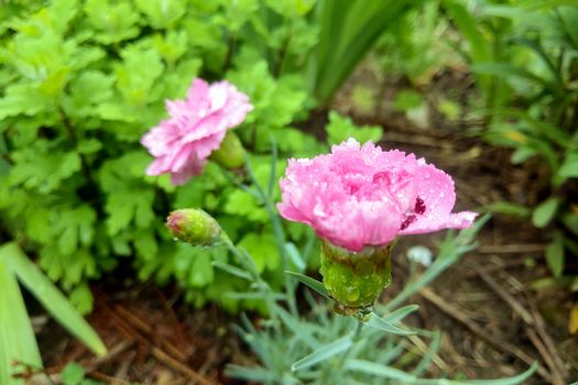 Light carnation in the garden after the rain