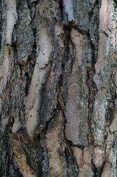 Pine tree trunk. Close-up of the bark. Background