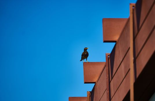 Hill Myna or yellow beak ,black body bird stand on bar of roof on blue sky background