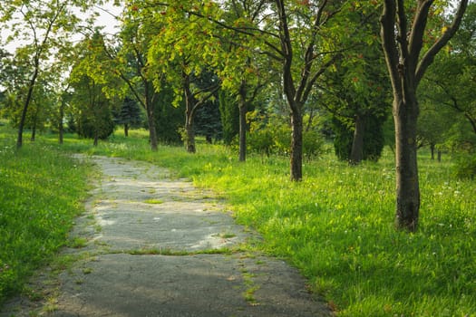 Grass-covered asphalt pavement in the park and a row of green trees