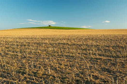 Huge field of stubble to the horizon and blue sky, summer rural view