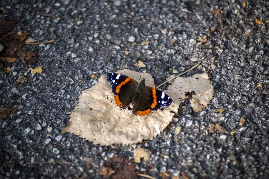 volcano butterfly sitting on a dry leaves in autumn