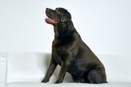 Purebred dog with black hair on a light background portrait, close-up, cropped view. High quality photo