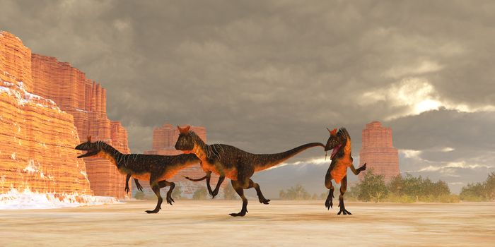 A pack of Cryolophosaurus theropod dinosaurs are on the desert trail of prey during the Jurassic Period.