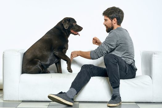 the owner plays with the dog on a white sofa In a bright room fun close-up cropped view friends pet. High quality photo
