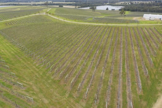 Aerial view of a vineyard in the Hunter Valley in regional New South Wales in Australia