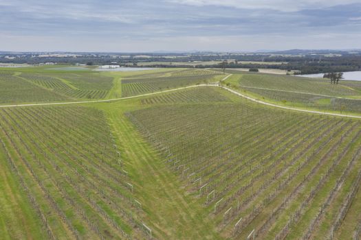 Aerial view of a vineyard in the Hunter Valley in regional New South Wales in Australia