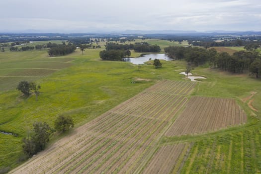 Aerial view of a vineyard in the Hunter Valley in regional New South Wales in Australia