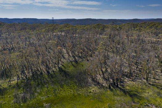 Aerial view of forest regeneration after bushfires in The Blue Mountains in regional New South Wales in Australia