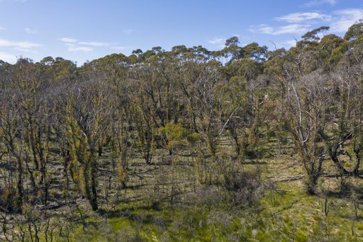 Aerial view of forest regeneration after bushfires in The Blue Mountains in regional New South Wales in Australia