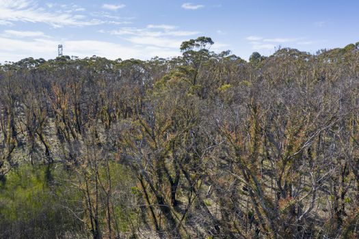 Aerial view of forest regeneration after bushfires in The Blue Mountains in regional New South Wales in Australia