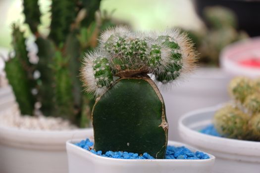 Mini cactus planted in white decorative pots in the house