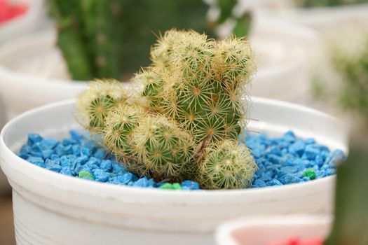 Mini cactus planted in white decorative pots in the house