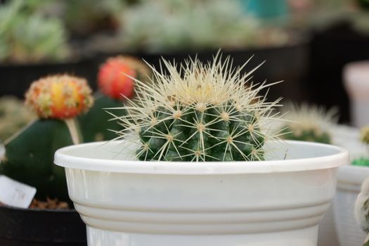 Mini cactus planted in white decorative pots in the house