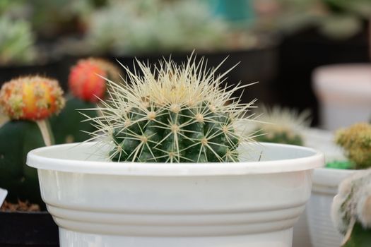 Mini cactus planted in white decorative pots in the house