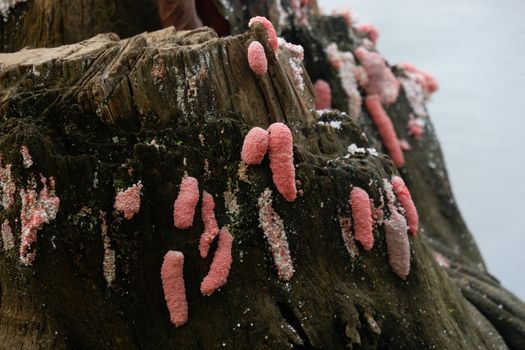 focus image of pink snail / conch eggs attached to the surface of the pool wall