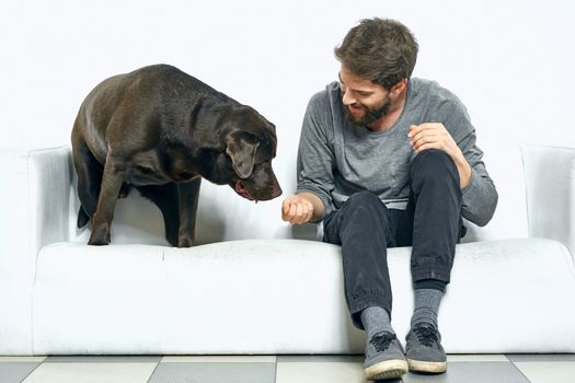 the owner plays with the dog on a white sofa In a bright room fun close-up cropped view friends pet. High quality photo
