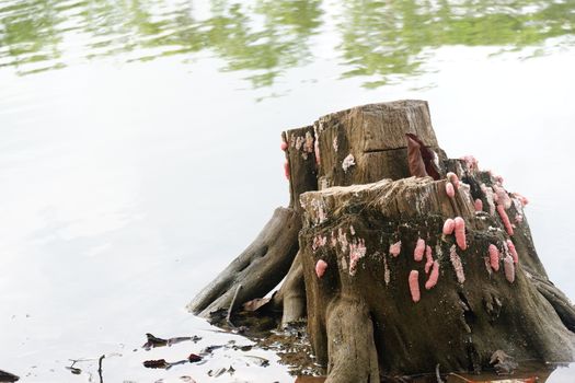 focus image of pink snail / conch eggs attached to the surface of the pool wall