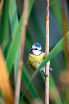 common bird Eurasian blue tit, Cyanistes caeruleus, in the nature on spring, perched on reed. Czech Republic wildlife