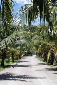 Tropical summer, Coconut palm trees garden with Dirt road.