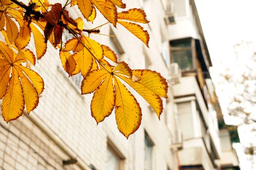 Autumn etude with leaves of a chestnut tree