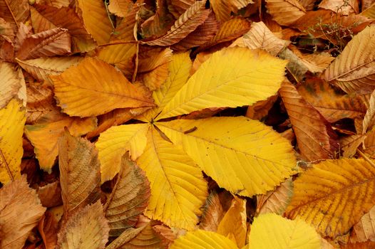 Carpet from autumn leaves of a chestnut of a yellow tonality