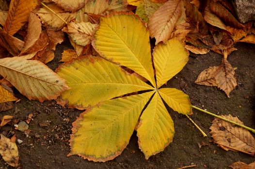 Autumn leaf of a chestnut tree falling to the ground