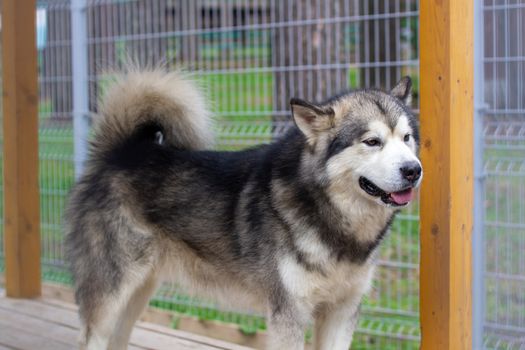 A beautiful and kind Alaskan Malamute shepherd sits in an enclosure behind bars and looks with intelligent eyes. Indoor aviary.