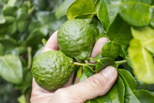 Fresh Bergamots and leaves on tree with water drops on them fruity,   with herbaceous bergamia Aroma
