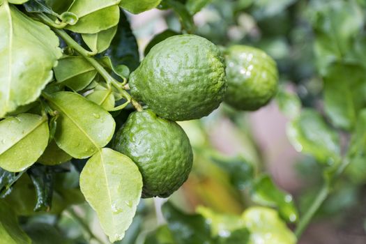 Fresh Bergamots and leaves on tree with water drops on them fruity,   with herbaceous bergamia Aroma
