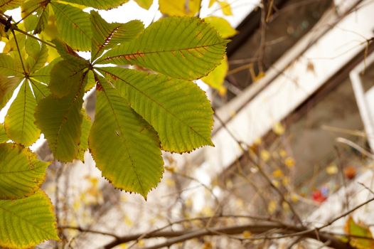 Autumn etude with leaves of a chestnut tree