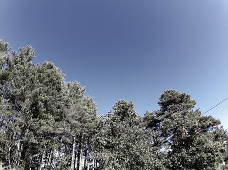 Beautifull photography of the nature in autumn. some fruits, tall trees near the seaside with grey and blue sky.