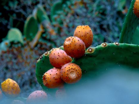 Beautifull photography of the nature in autumn. some fruits, tall trees near the seaside with grey and blue sky.