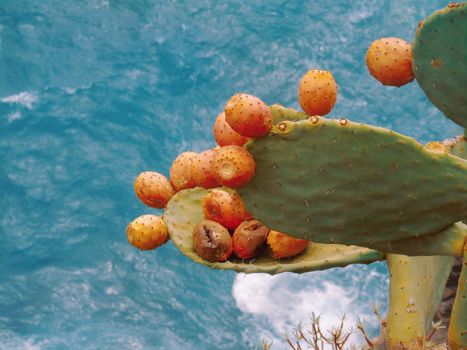 Beautifull photography of the nature in autumn. some fruits, tall trees near the seaside with grey and blue sky.