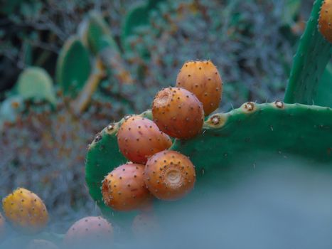 Beautifull photography of the nature in autumn. some fruits, tall trees near the seaside with grey and blue sky.