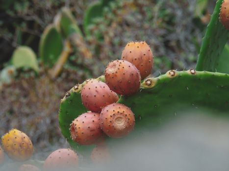 Beautifull photography of the nature in autumn. some fruits, tall trees near the seaside with grey and blue sky.